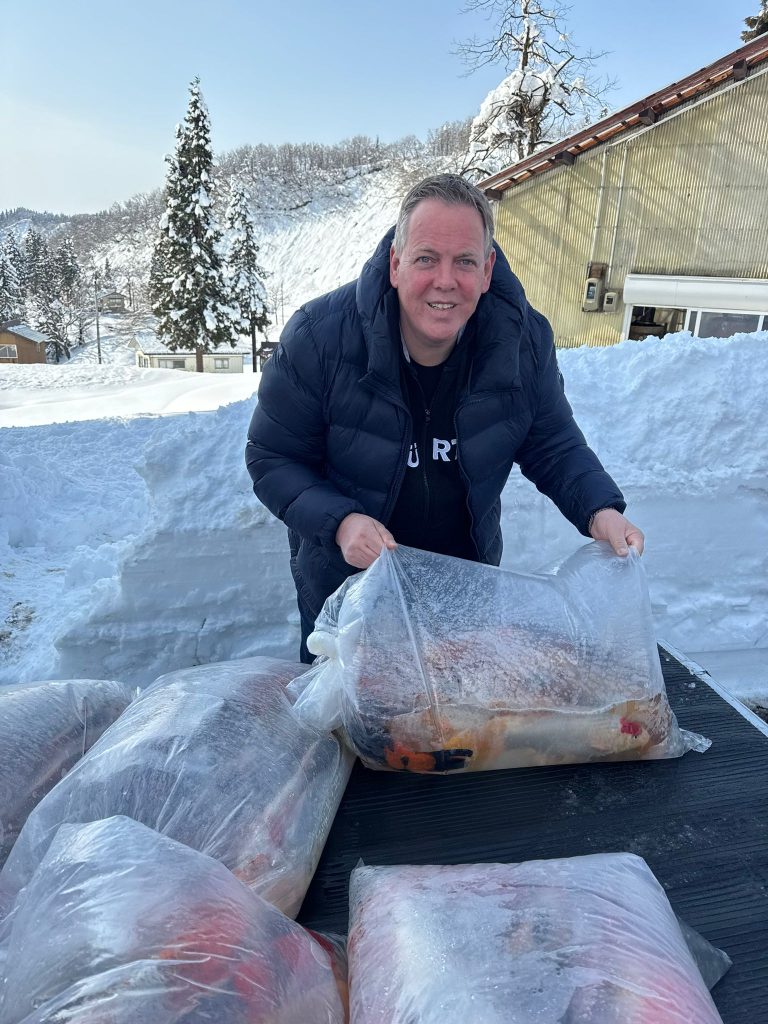 Koi in einem japanischen Teich Koireise 2026